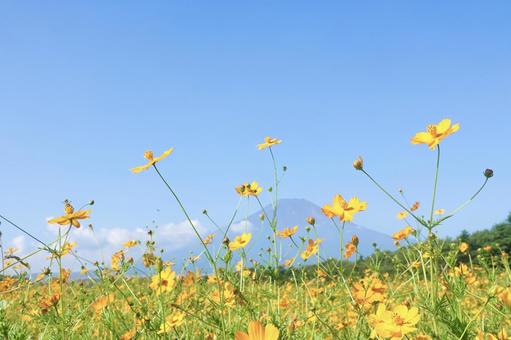 Yellow cosmos shining against the blue sky, JPG