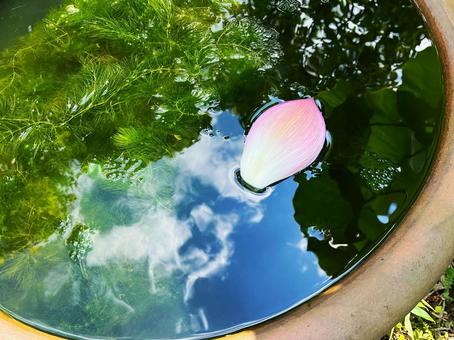 蓮の花びらと鉢 蓮の花びらと鉢の写真