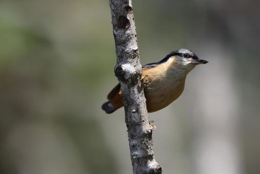 オジロゴジュウカラ オジロゴジュウカラの写真