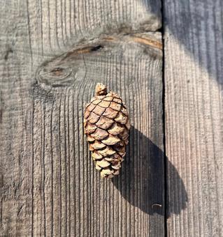 水に濡れた松ぼっくり 松ぼっくり,松笠,閉じるの写真素材