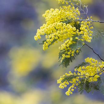 ミモザのクローズアップ｜1:1 ミモザ,花,春の写真素材