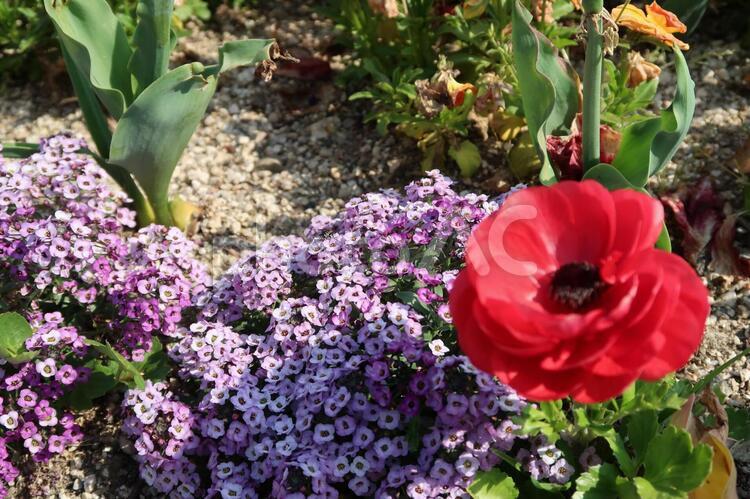 日差しを浴びて フラワーアレンジメント,優しい花,公園の花の写真素材