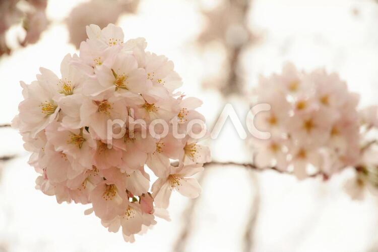 日本の桜 ぴんく,ピンク,手の写真素材