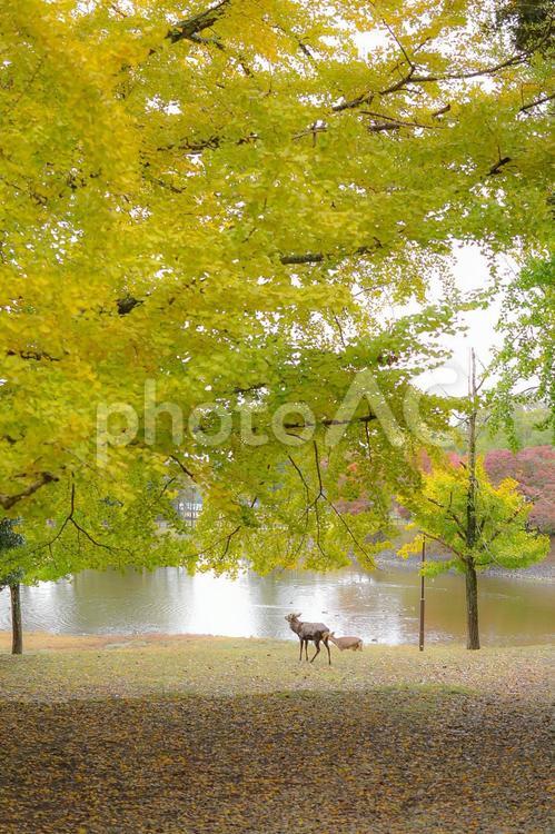 大木の下で 鹿,奈良公園,動物の写真素材