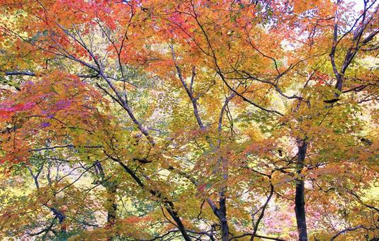 秋の紅葉 秋の紅葉の写真