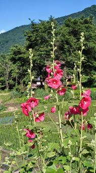 Hollyhock, JPG Hollyhock, JPG