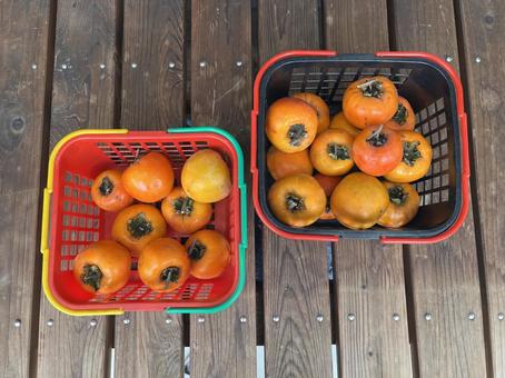 柿 柿,果物,渋柿の写真素材