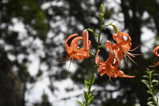 あと何日咲くのか鬼百合の花 あと何日咲くのか鬼百合の花の写真