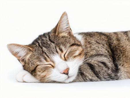 眠る猫 眠る猫の写真