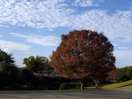 秋色に染まる大きな木と晴れた公園の風景 秋,公園,木の写真素材