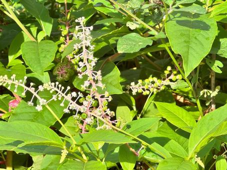 ヨウシュヤマゴボウ1 雑草,葉,草の写真素材