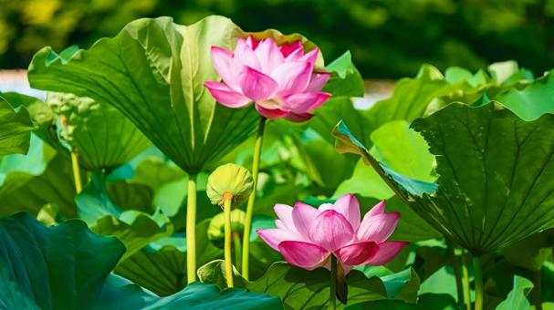 蓮の花 蓮の花 蓮,花,ハスの写真素材