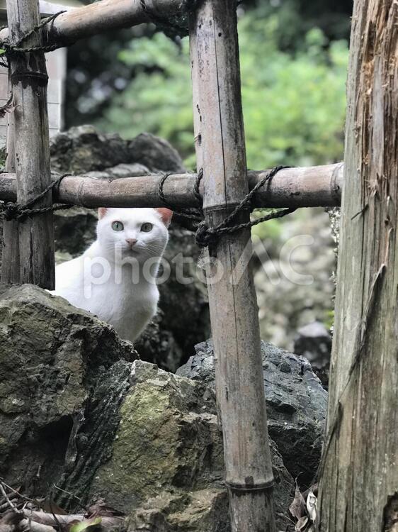 神秘的な様子の猫 猫,動物,哺乳動物の写真素材