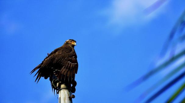 沖縄県西表島のカンムリワシ カンムリワシ,鷲,鳥の写真素材