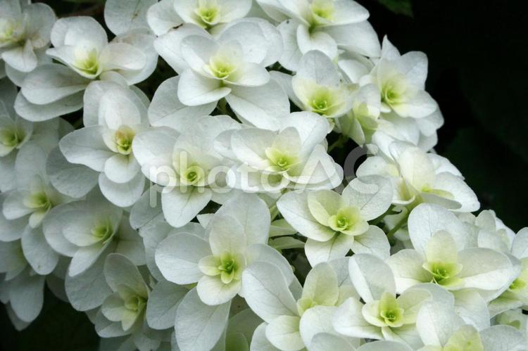 カシワバアジサイのクローズアップ かしわばあじさい・柏葉紫陽花,花木,壁紙の写真素材