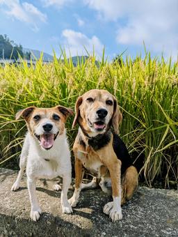 天気も良くて気持ちいいなぁ〜 犬,ビーグル,ジャックラッセルテリアの写真素材