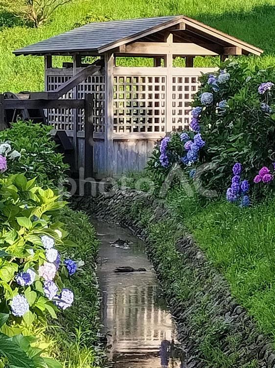 横須賀しょうぶ園　水車小屋と紫陽花と水路 横須賀しょうぶ園,水車小屋,紫陽花の写真素材
