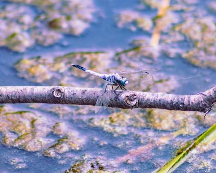 ハス池のトンボ3ー46 ハス池のトンボ3ー46の写真