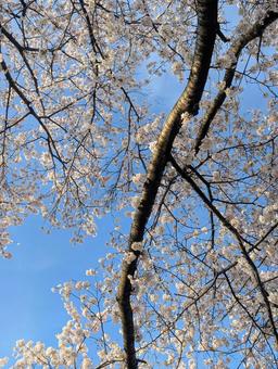 満開の桜 満開の桜 さくら,春,木の写真素材