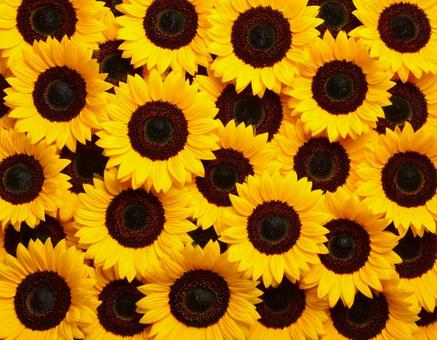 ひまわりの花のみの写真