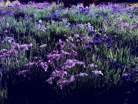 Horikiri Iris Garden at night Illuminated irises, JPG