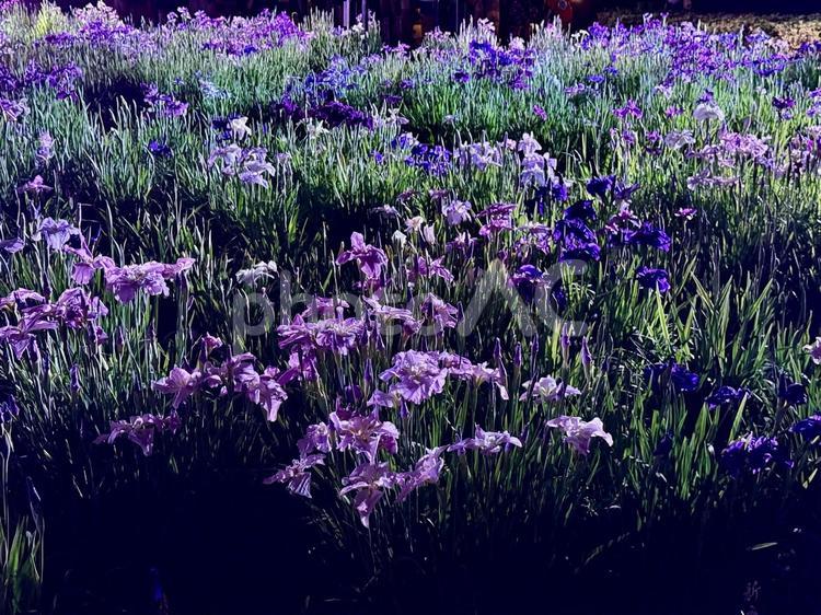 夜の堀切菖蒲園　ライトアップされる花菖蒲 堀切菖蒲園,5月,菖蒲の写真素材