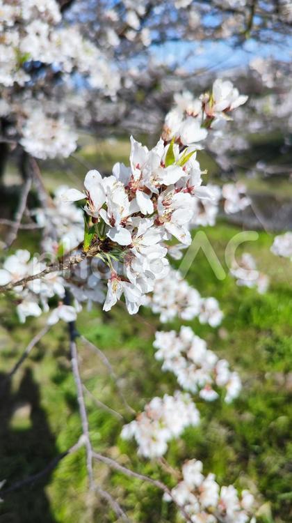 霞間ヶ渓の自然は、あなたの心を包み込む 霞間ヶ渓,かまがたに,岐阜県の写真素材
