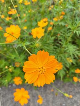 花 植物,花,flowerの写真素材