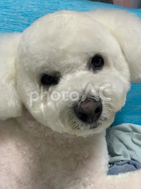 真顔の犬 ビションフリーゼ,犬,白い犬の写真素材