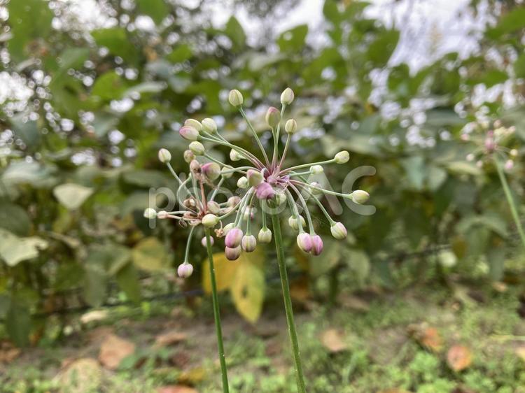 らっきょうの花って知ってた？ らっきょうの花,植物,テクスチャの写真素材