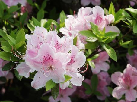 Azalea, JPG