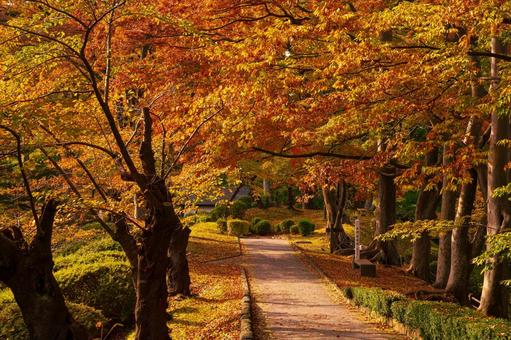 Photo, sonbahar yaprakları, park, chiaki parkı, 