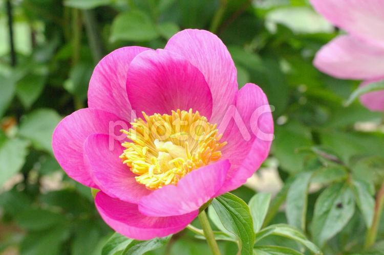ラブリーローズという名の芍薬 芍薬,シャクヤク,ピンクの写真素材