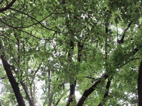 上野公園の樹々 03 上野公園の樹々 03の写真
