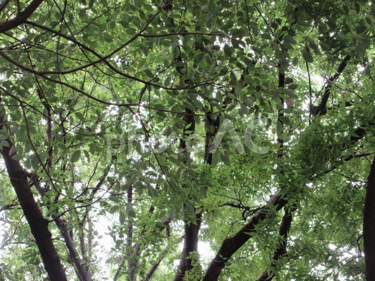 上野公園の樹々  ０３ 上野恩賜公園,樹々,葉っぱの写真素材