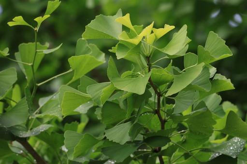 イチョウ イチョウ,緑,葉の写真素材