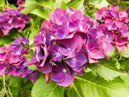 アジサイ アジサイ,紫,雨上がりの写真素材