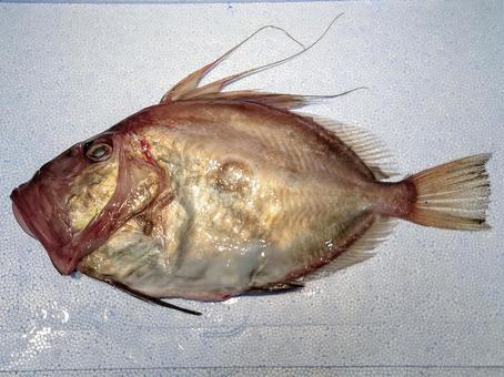 マトウダイ 魚,鮮魚,魚屋の写真素材