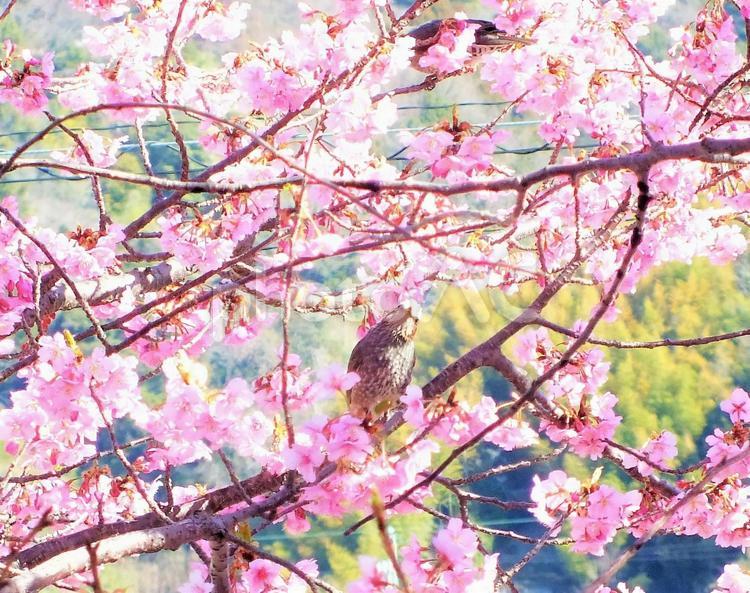 美しい河津さくらを見上げるヒヨドリ 河津桜,早咲き,可愛いの写真素材