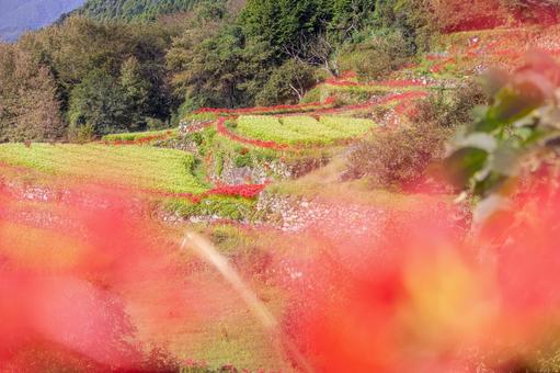 熊本-【番所の棚田の彼岸花】 熊本,番所,棚田の写真素材