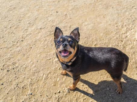 ドッグランの犬・チワワ・ミニピン 犬,わんこ,ペットの写真素材
