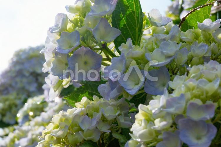 雨音が残した花の余韻 紫陽花,雨上がり,水滴の写真素材