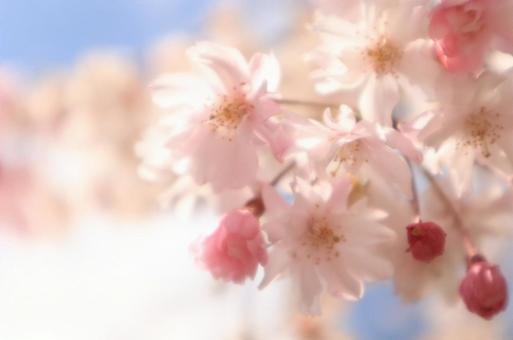 桜 桜 桜,花,春の写真素材