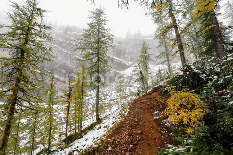 カナディアンロッキー　紅葉と雪の登山道 霧,紅葉,登山道の写真素材