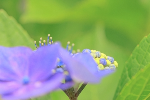 アジサイ あじさい,紫陽花,ガクアジサイの写真素材