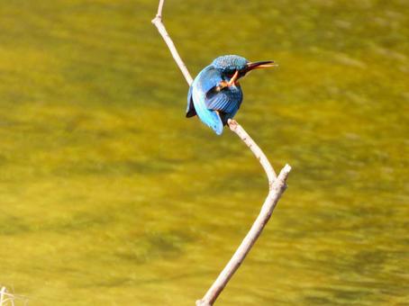 水面上の棒にとまるカワセミ 水面上の棒にとまるカワセミの写真