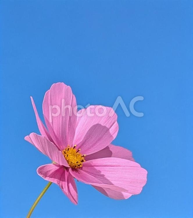 青空に陽射しを浴びる秋桜 青空,空,秋空の写真素材