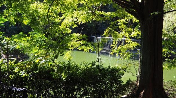 森林中的池塘,步行道,森林,陽光,公園 森林中的池塘,步行道,森林,陽光,公園