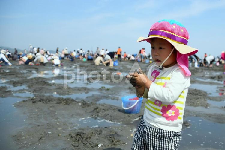 潮干狩りを楽しむ子ども③ 潮干狩り,アサリ,貝の写真素材