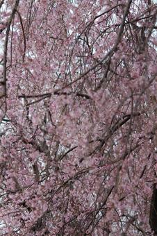 cherry blossoms, JPG cherry blossoms, JPG